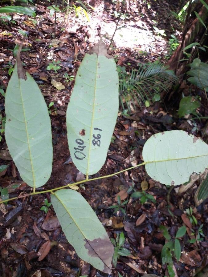 Vatairea 5