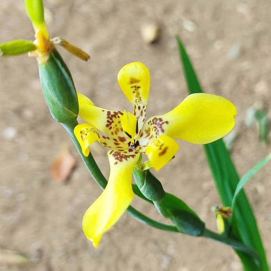 Trimezia martinicense 5