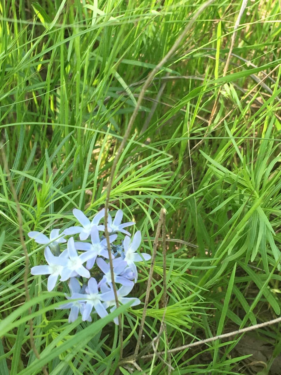 Amsonia cigliata 7