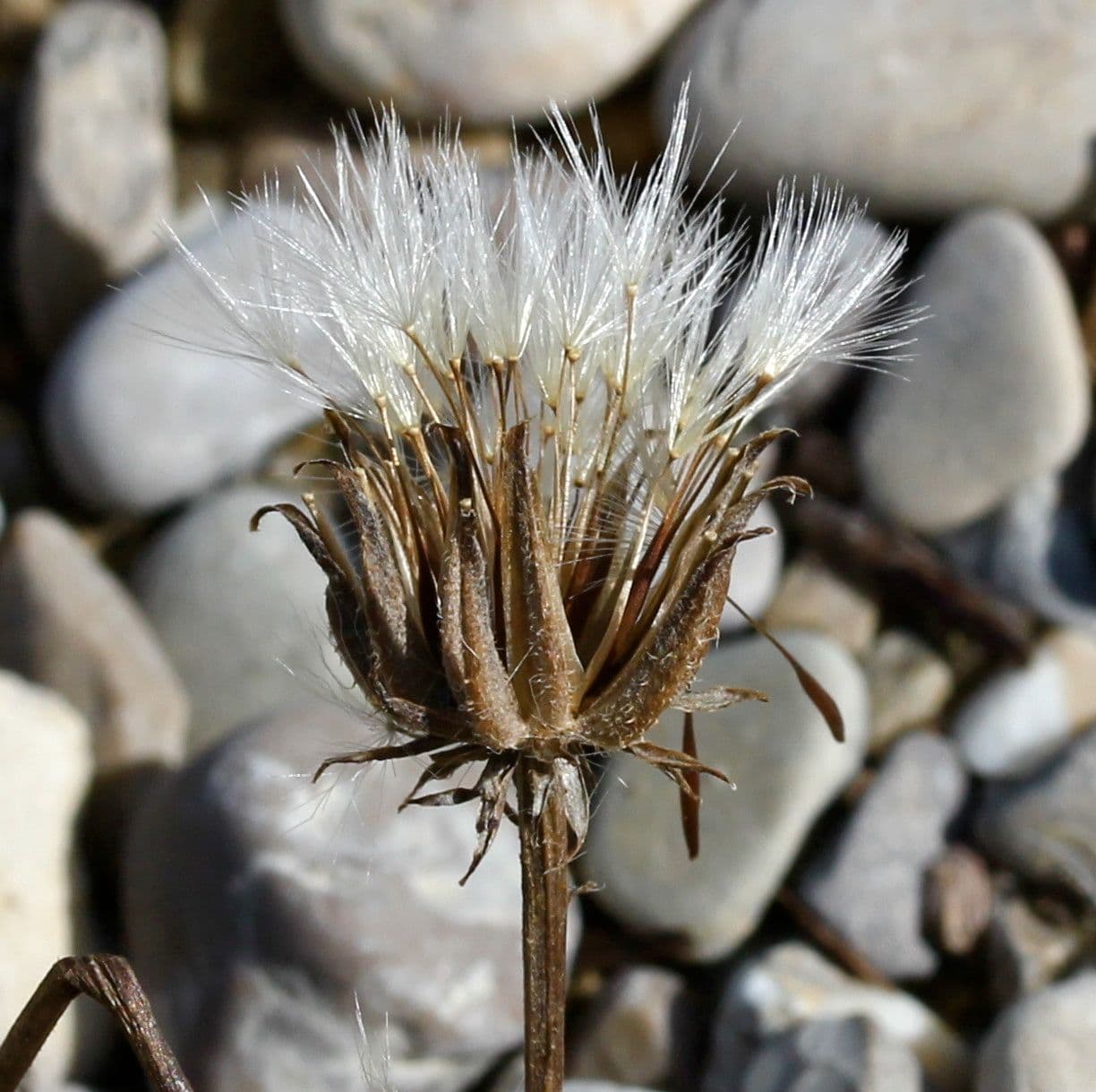 Stinkender Pippau 2