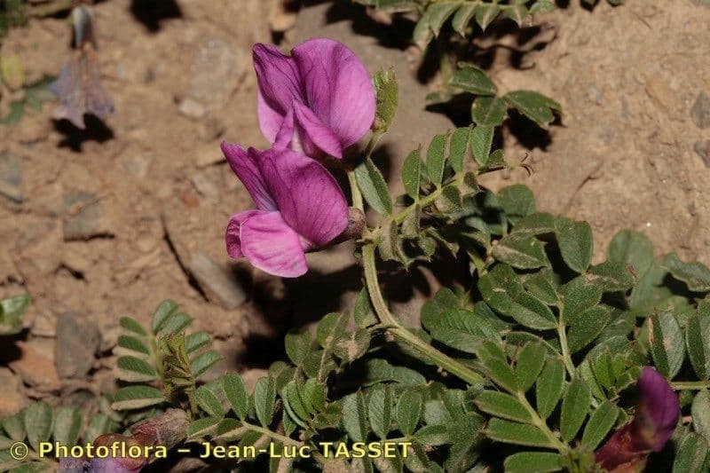 Vesce des Pyrénées 25