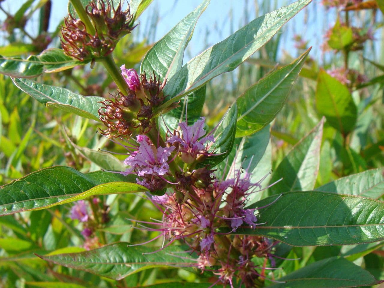 Decodon verticillato 2