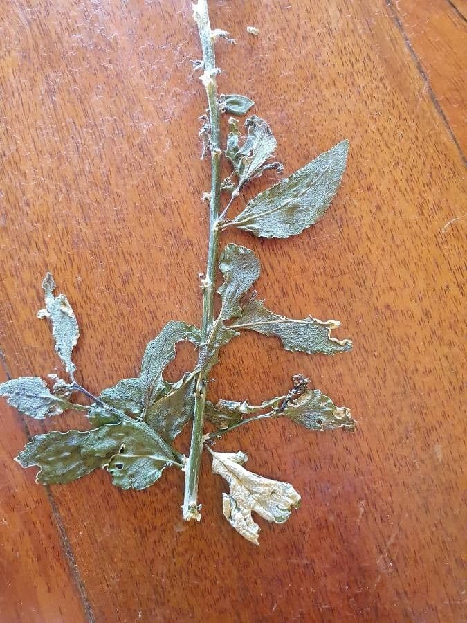 Erythrococca 7