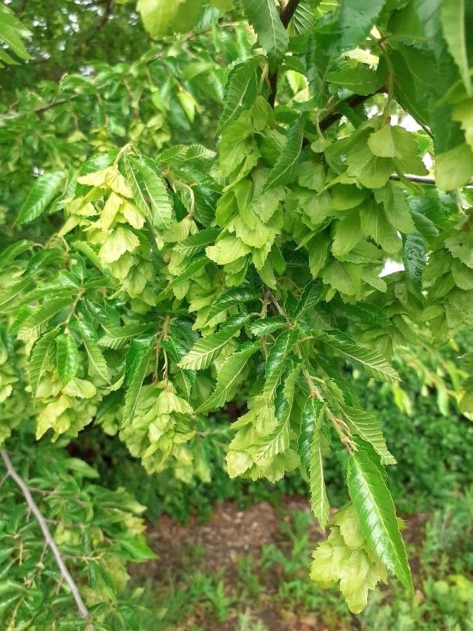 Carpino orientale 9