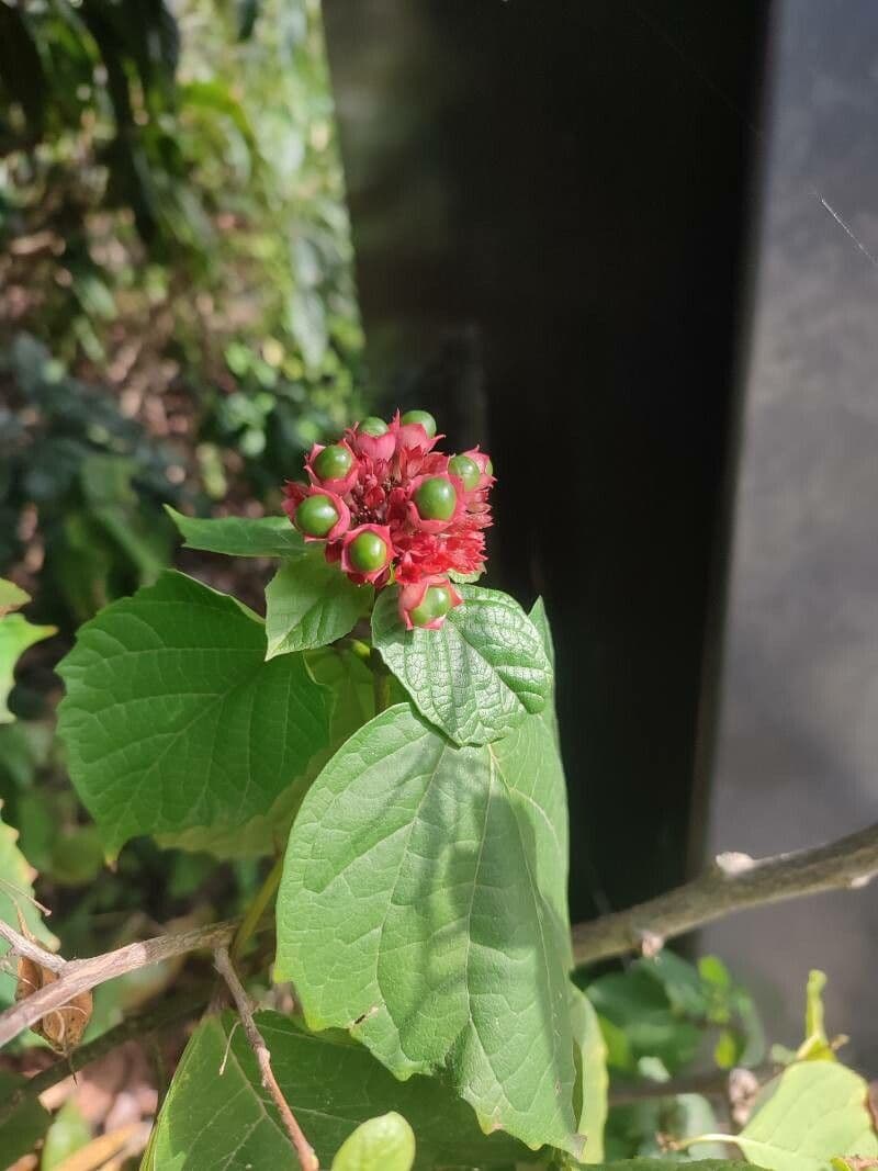 Gloria 2