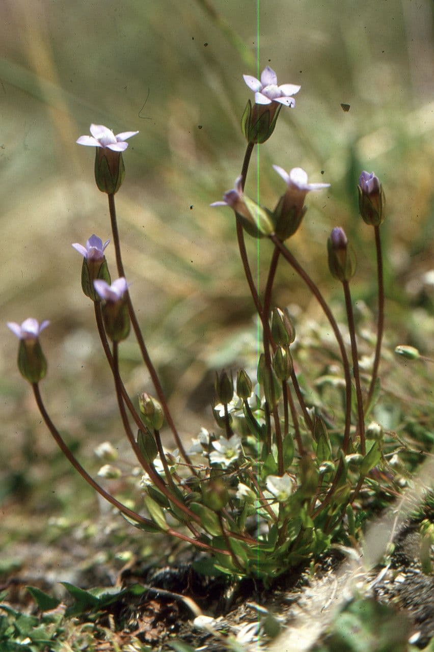 Comastoma tenellum 9