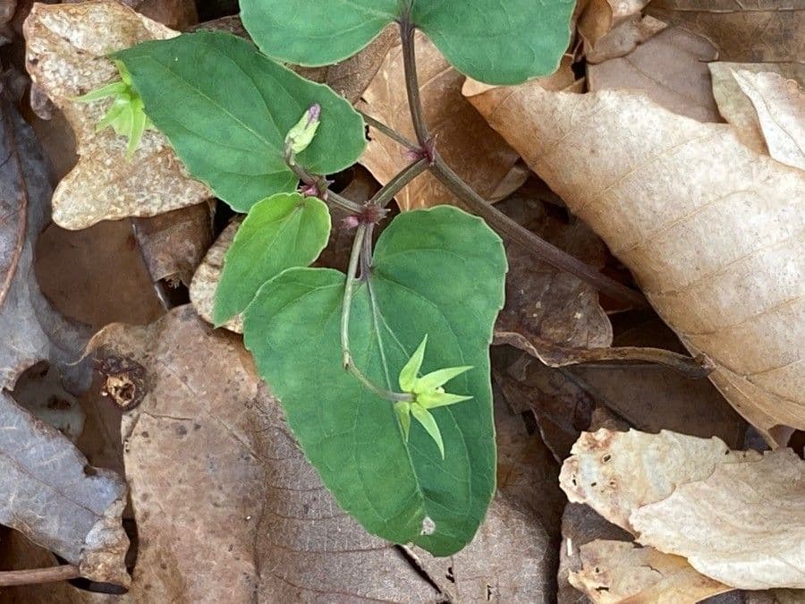 Viola hastata 11