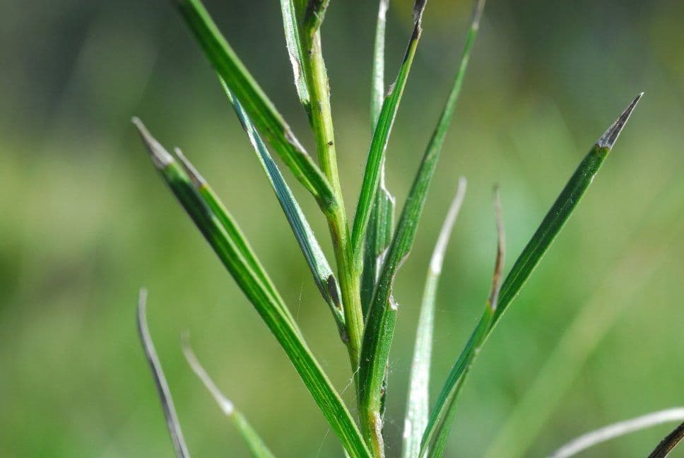 Liatris cilindrica 15