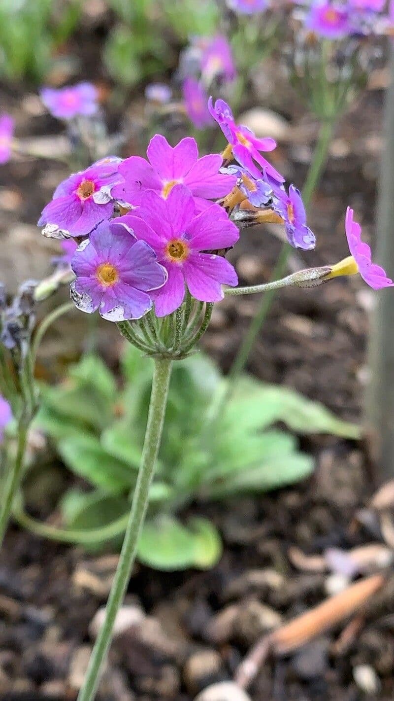 Primula di Haller 4