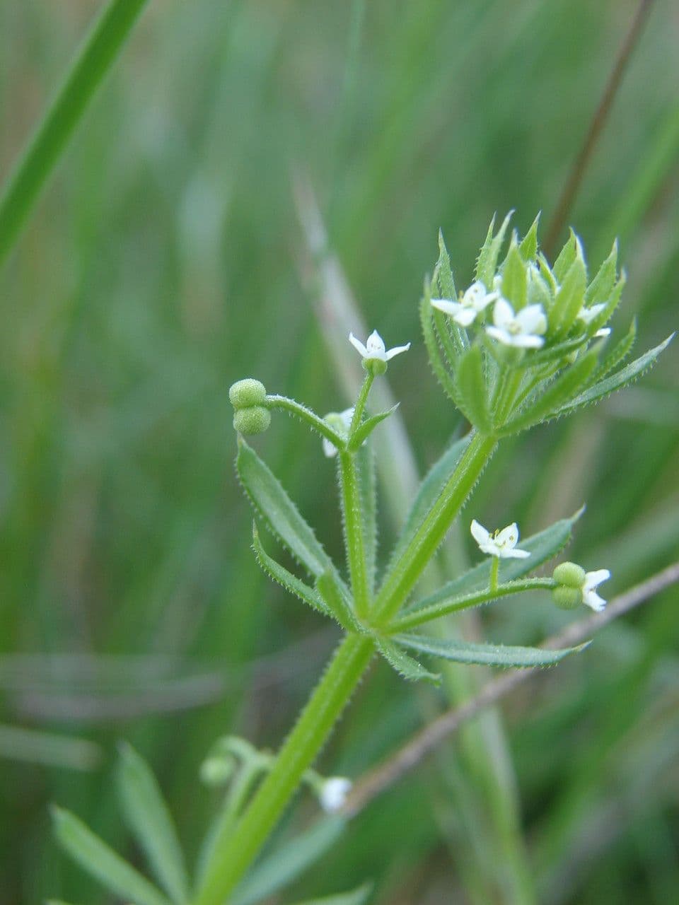 Corn-cleavers 7
