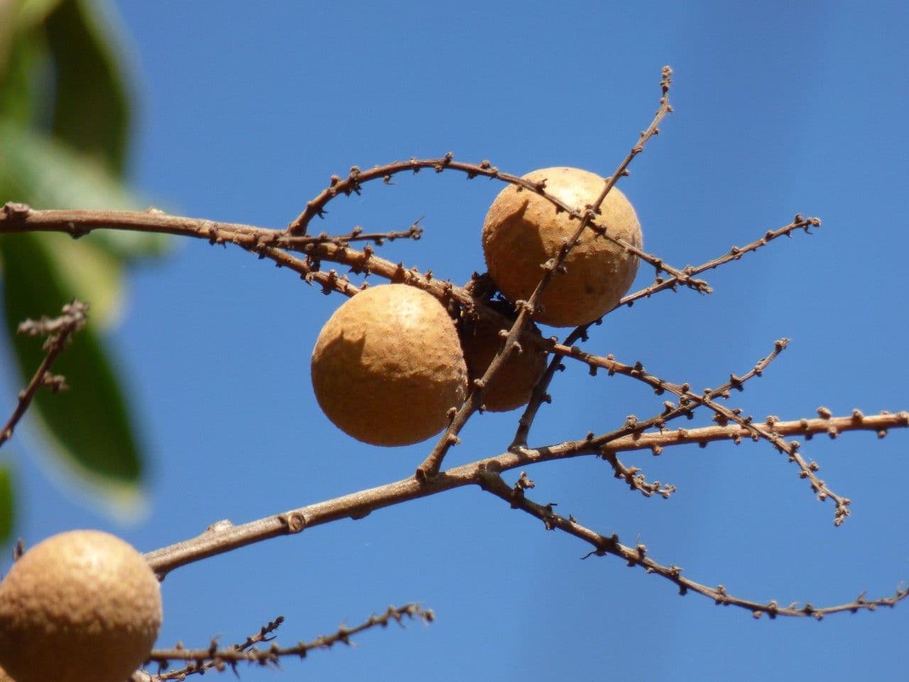 Longan