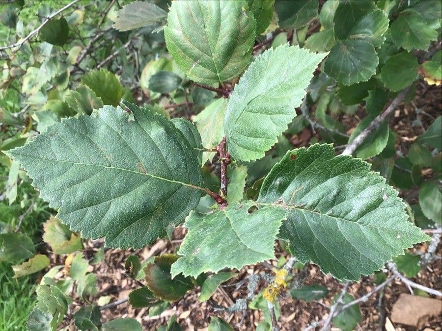 Aubépine de Colombie