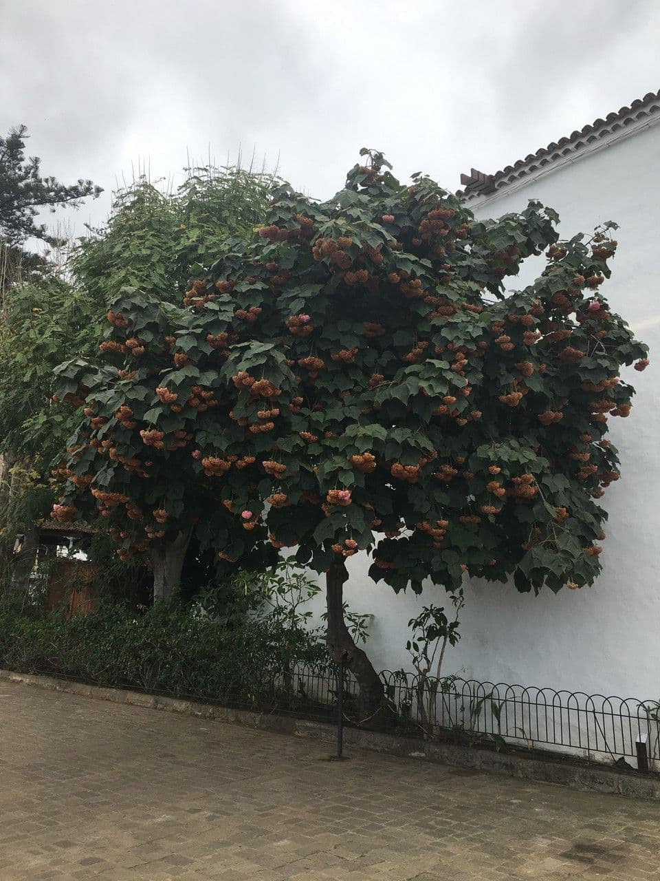 Dombeya 11