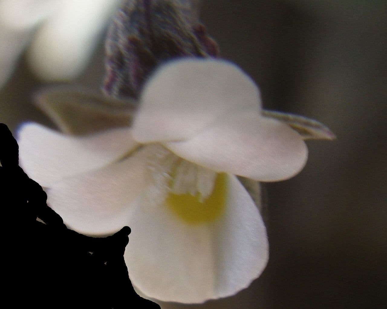 Viola 3