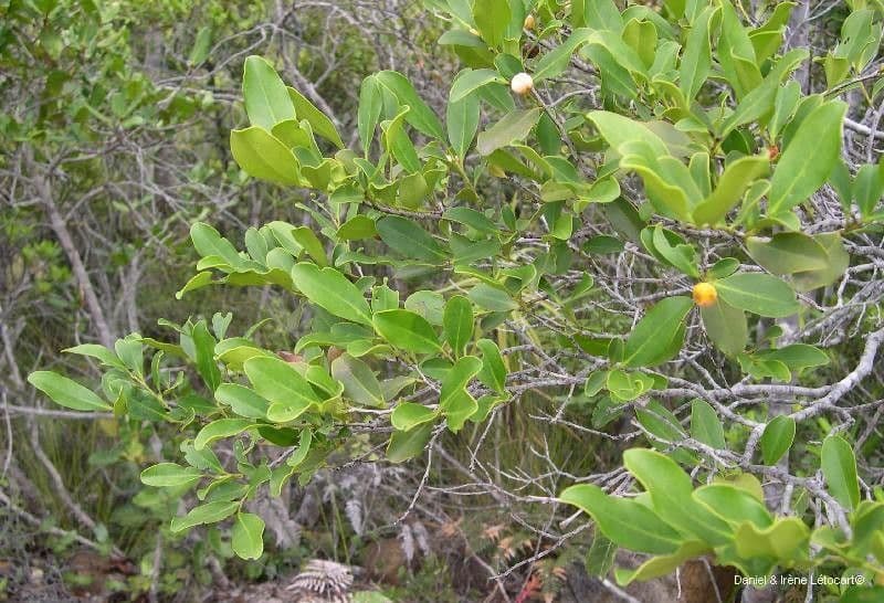 Diospyros 6