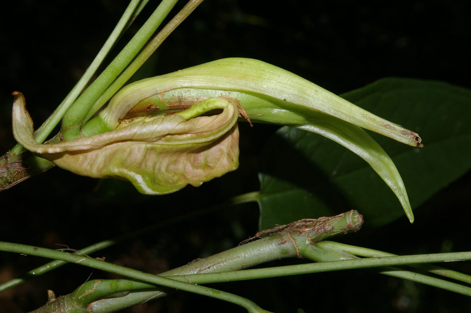Anthurium a spata piccola 3