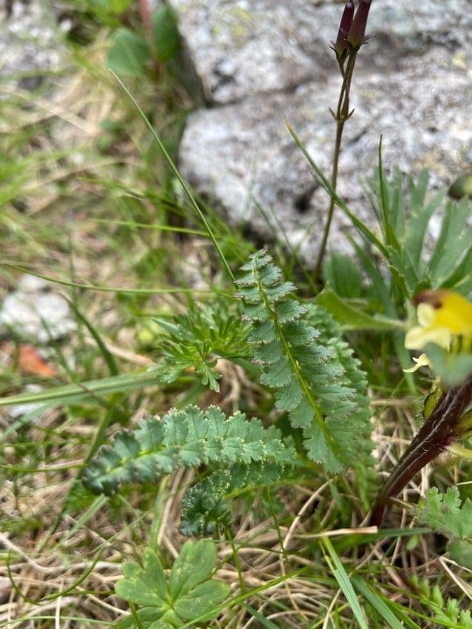 Pedicularis di Oeder 15