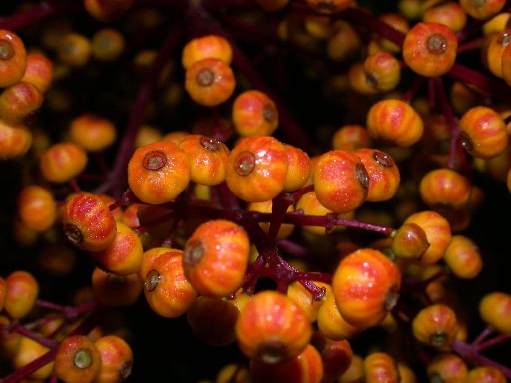 Miconia 3