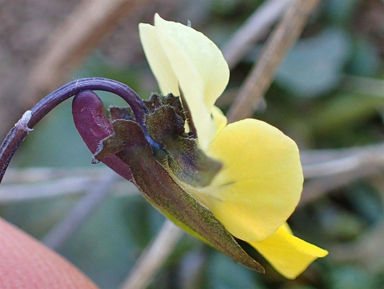 Wildes Stiefmütterchen 12