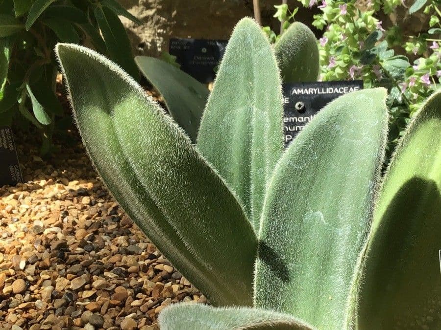 Haemanthus nano 4