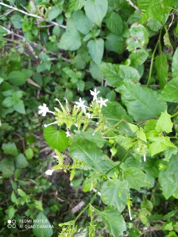 Plumbago zeylanica 9