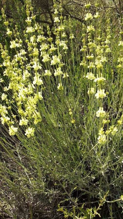 Sideritis 3