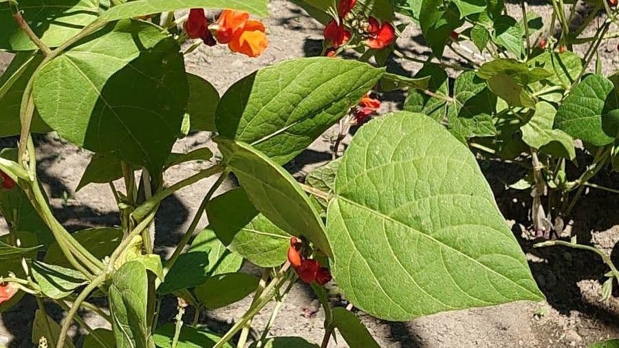 Runner bean 17