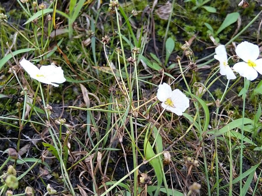 Alisma ranuncoloide 9