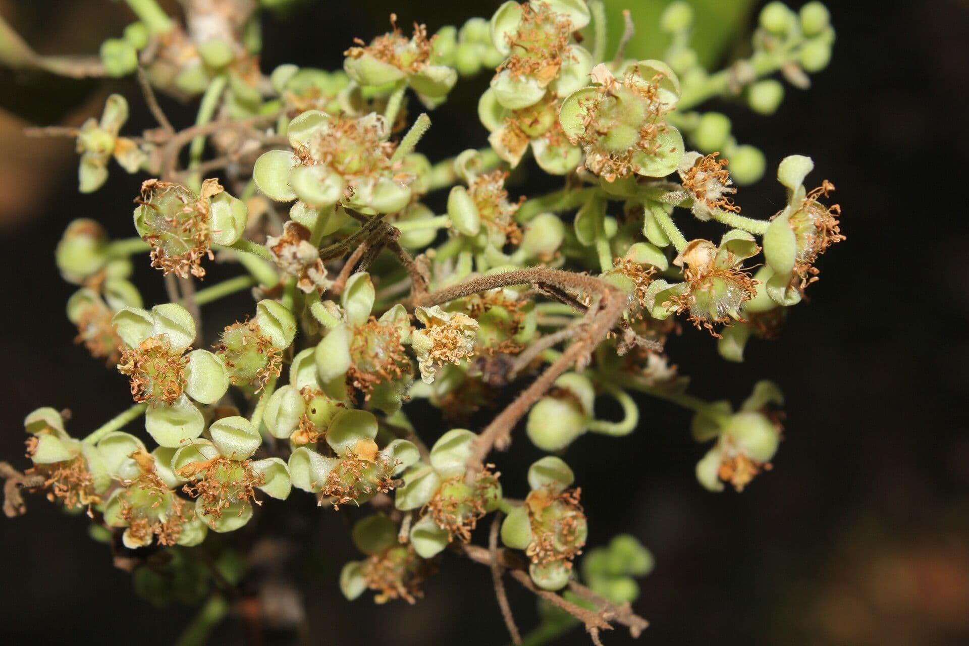 Curatella americana 7