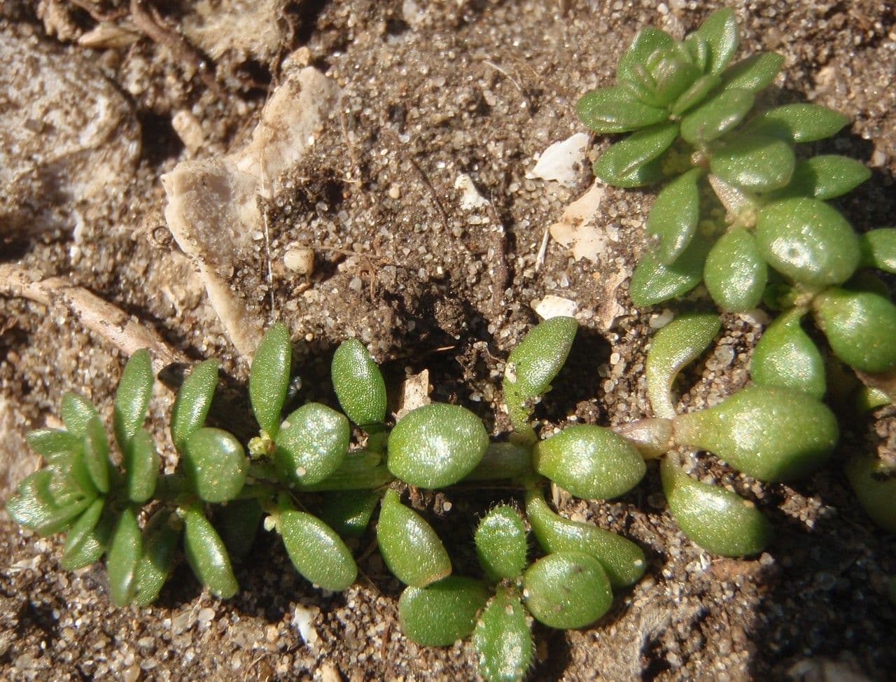 Valantia muralis 11