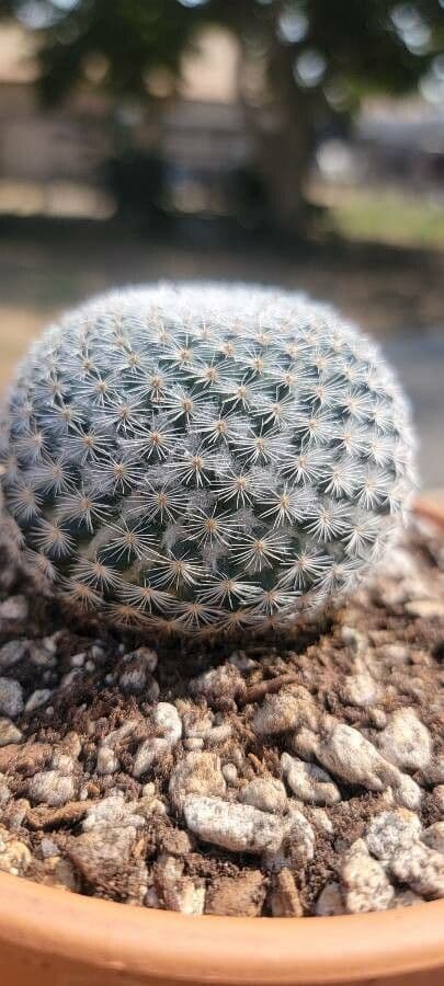 Mammillaria 2