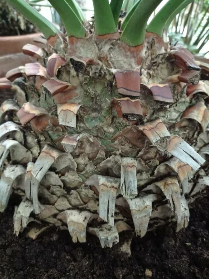 Encephalartos 16