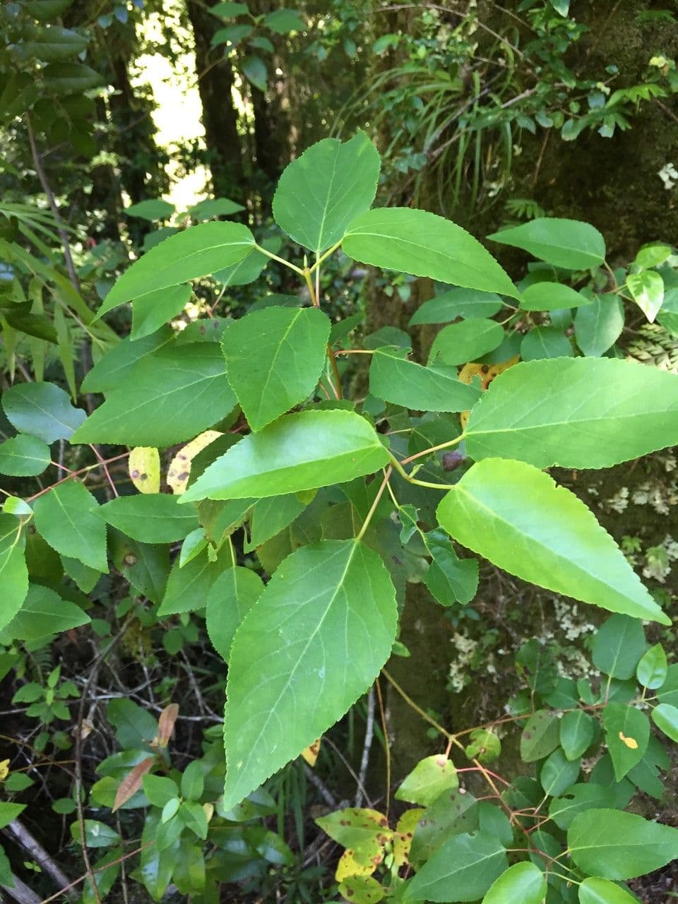 Aristotelia chilensis 22