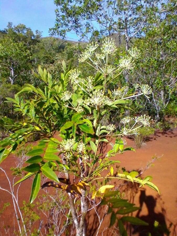 Myodocarpus 18