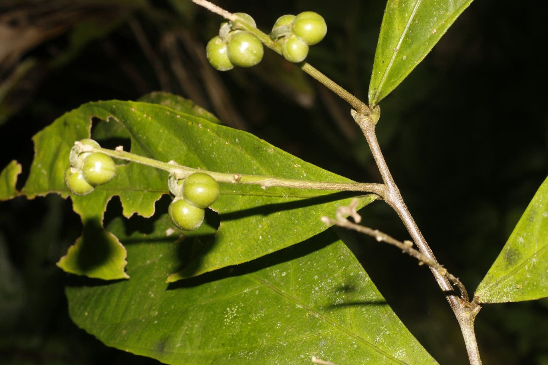 Adenophaedra 5