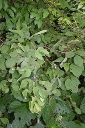 Passiflora mexicana 2