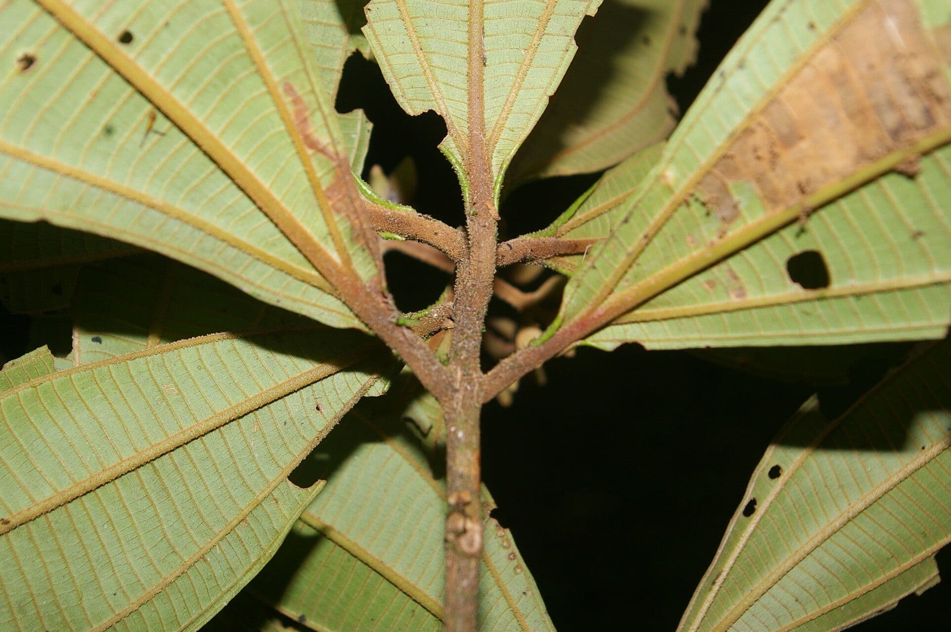 Conostegia luquillo 14