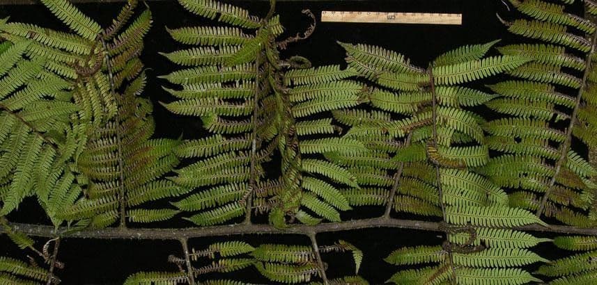 Alsophila cuspidata 6