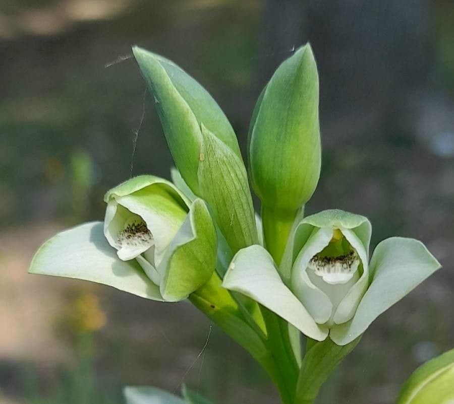 Chloraea 3