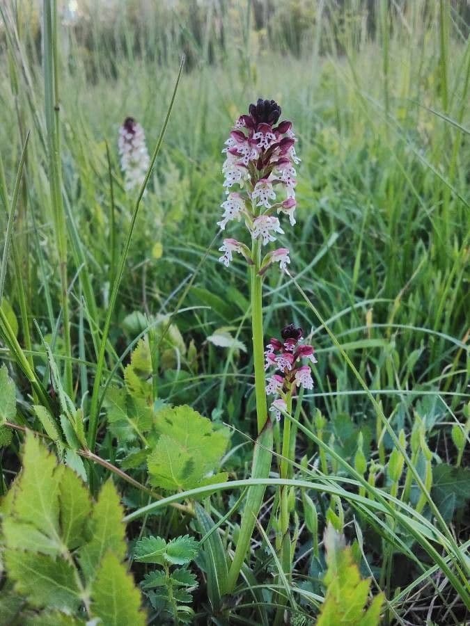 Orchide bruciacchiata 9