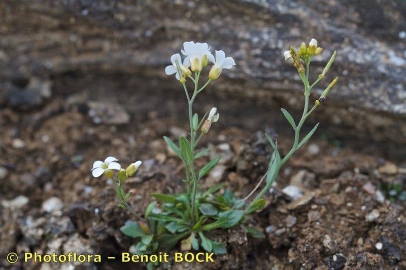 Cardamine bellidifolia 7