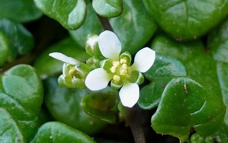 Coclearia danese 7