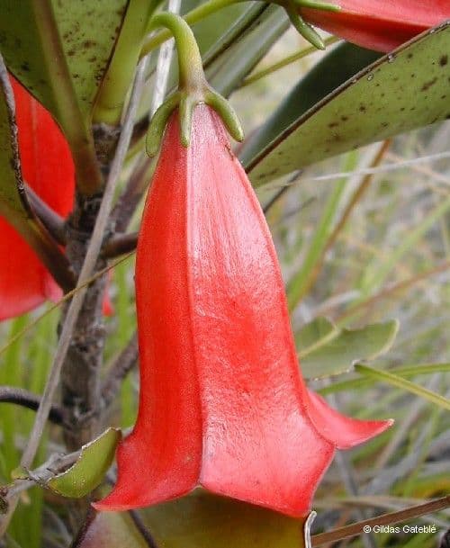 Thiollierea 15