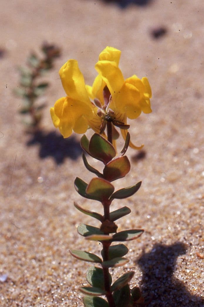 Linaria 12