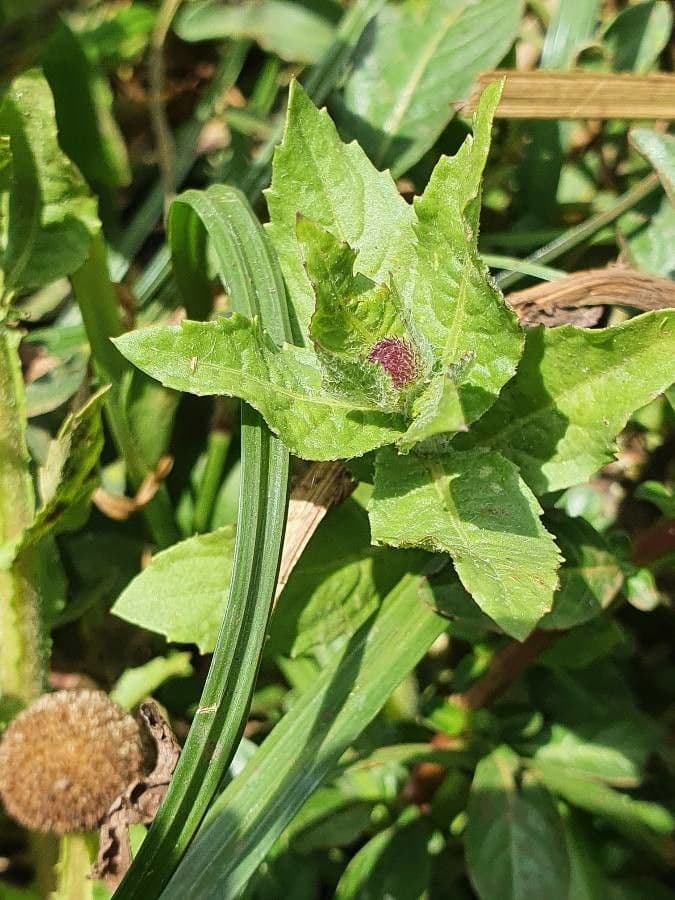 Sphaeranthus suaveolens 9