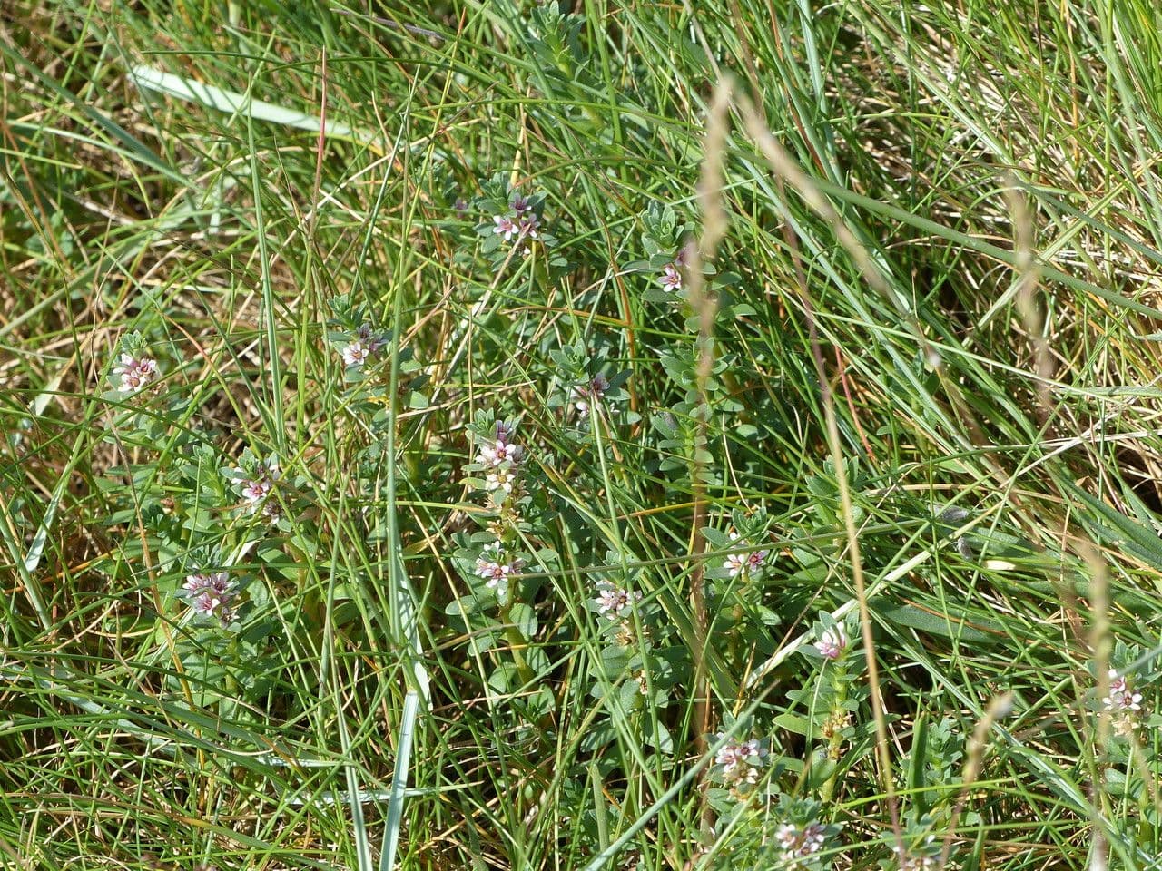 Erba de latti 9