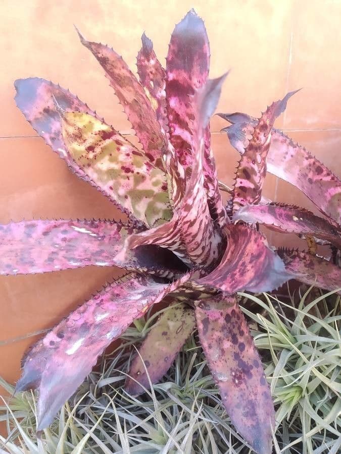 Aechmea 8