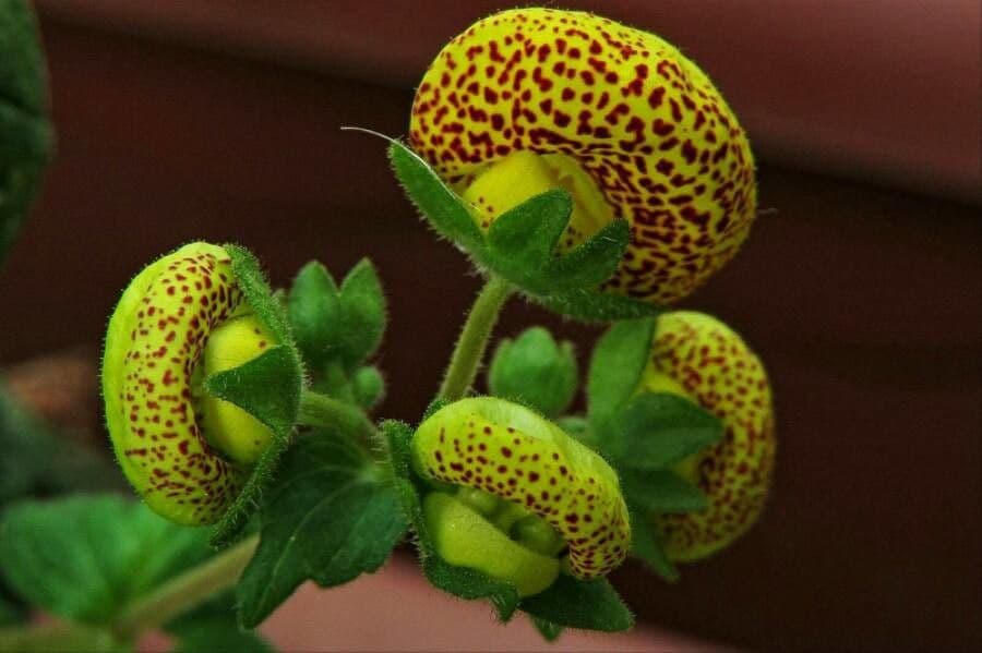 Calceolaria 11