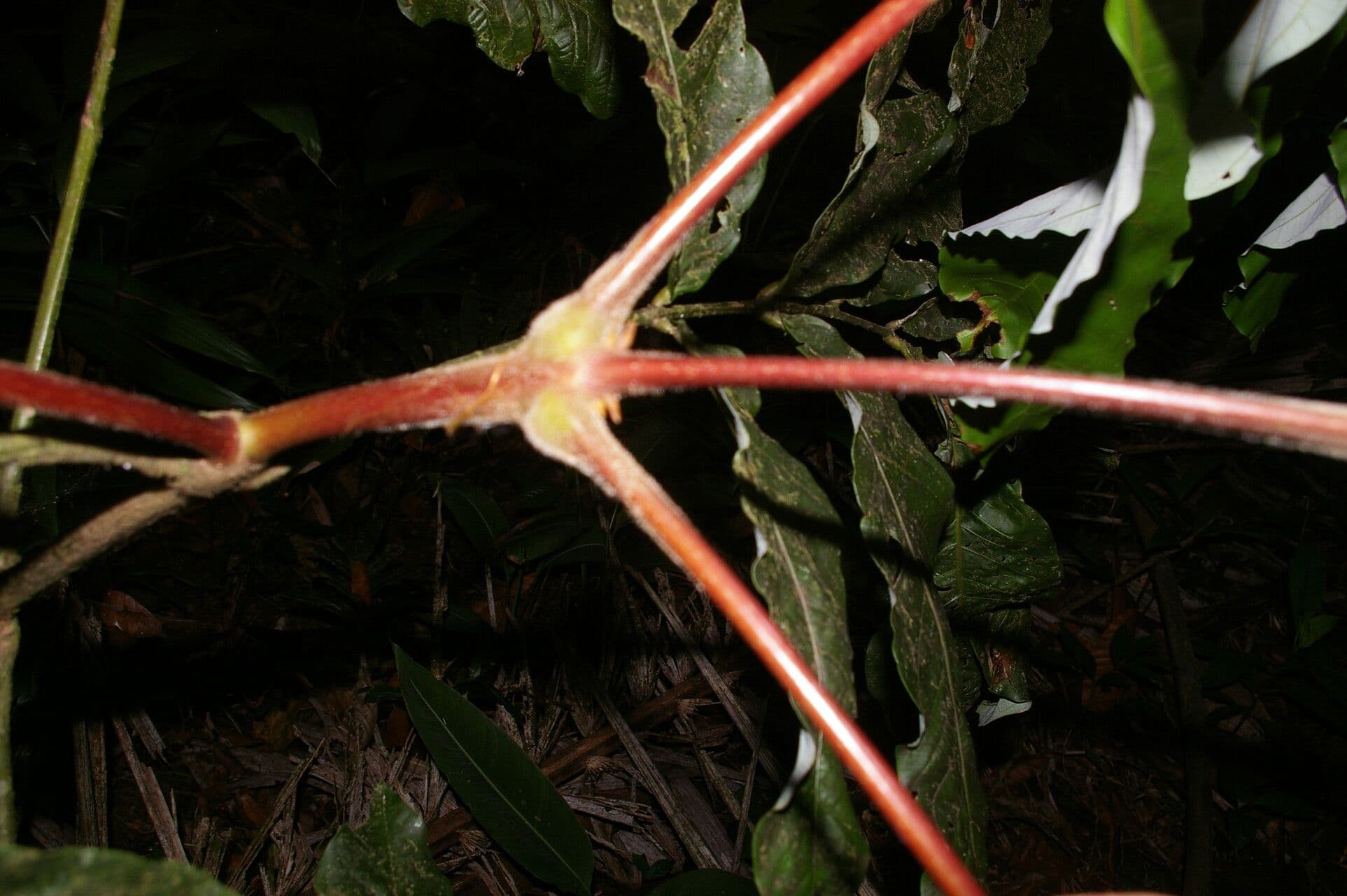 Oreomunnea 13