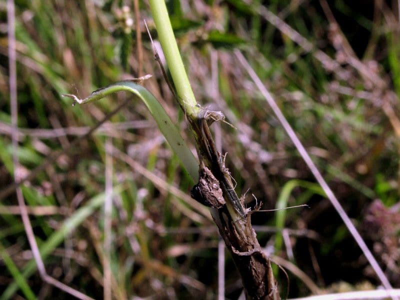 Allium suaveolens 22